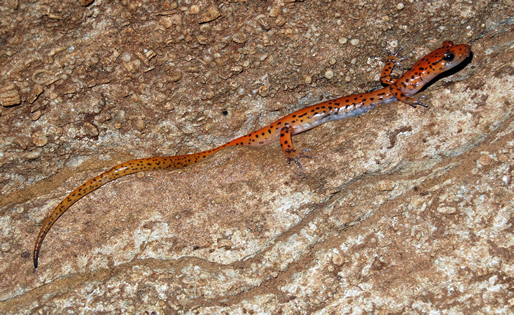 Cave Salamander